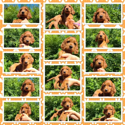 Chiots Setters Irlandais Males Disponibles JUILLET 2024 à bellefontaine