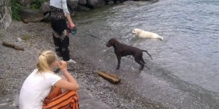 Pension pour chien (Dog sitting)