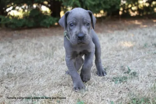 Chiots Dogues allemands bleus LOF à réserver à SERLEY