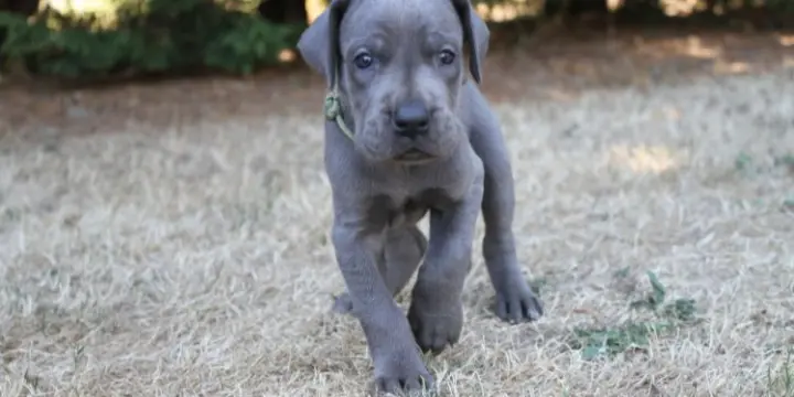 Chiots Dogues allemands bleus LOF à réserver
