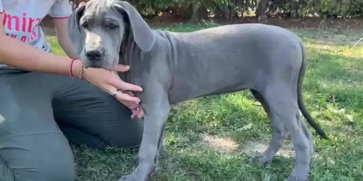 Chiots Dogues allemands bleus LOF disponibles