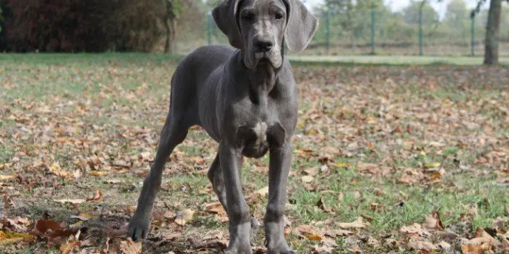 Chiots Dogues allemands bleus LOF disponibles