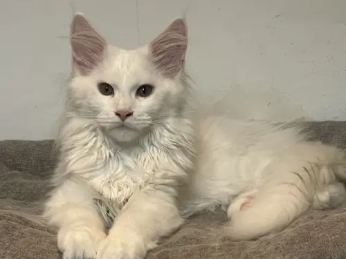 Chatons maine coon Loof à Besançon