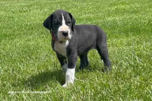 Chiots Dogues allemands LOF à réserver à SERLEY