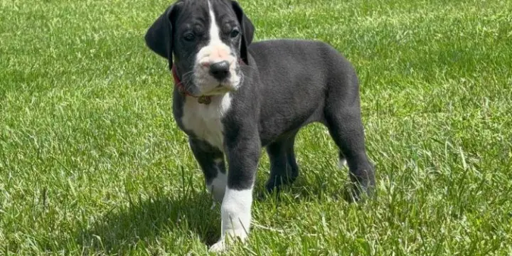 Chiots Dogues allemands LOF à réserver