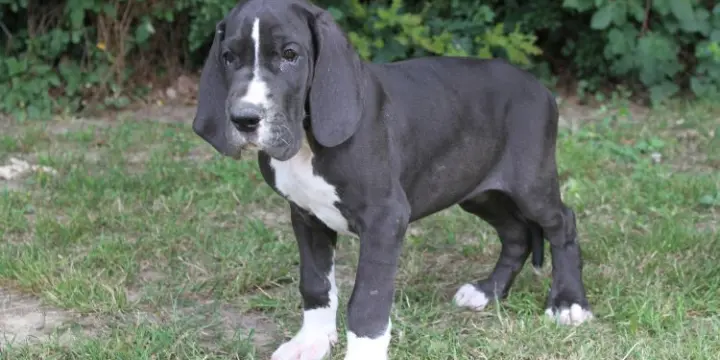 Chiots Dogues allemands LOF à réserver