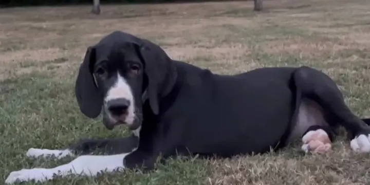 Chiots Dogues allemands LOF à réserver