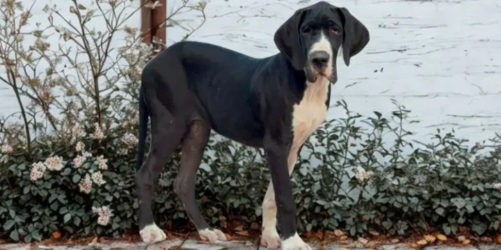 Chiots Dogues allemands LOF à réserver
