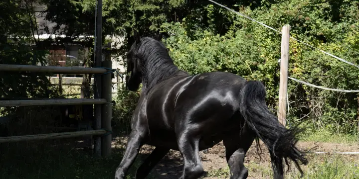 Arabo frison à vendre