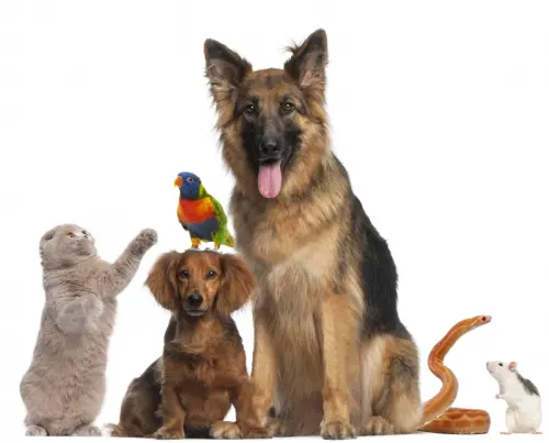 Cours de communication animale sur Zoom à La Tour-de-Trême