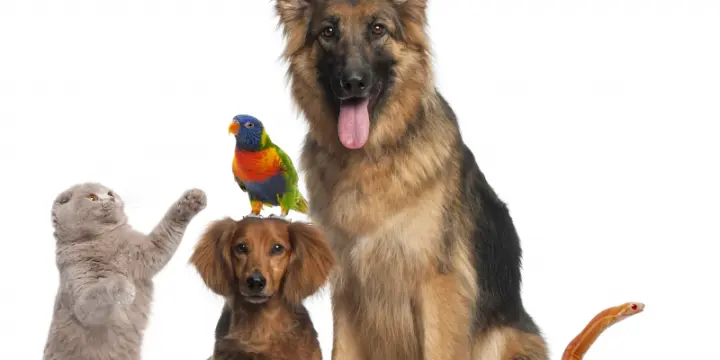 Cours de communication animale sur Zoom