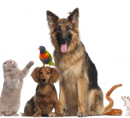 Cours de communication animale sur Zoom