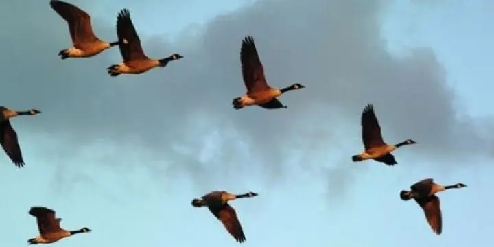 Séjour de chasse en famille en Egypte