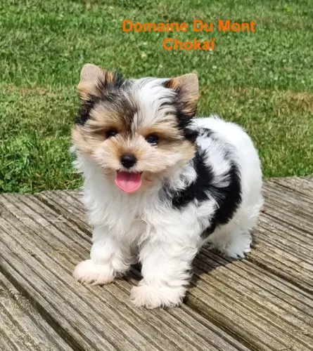 Chiots: Biewer Yorkshires Terrier/Yorkshires Terrier/