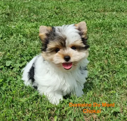 Chiots: Biewer Yorkshires Terrier/Yorkshires Terrier/