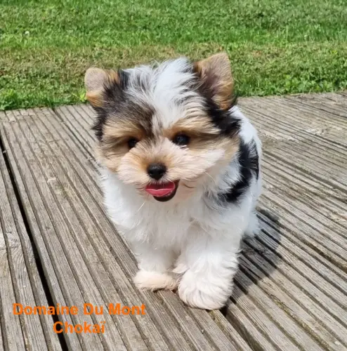 Chiots: Biewer Yorkshires Terrier/Yorkshires Terrier/