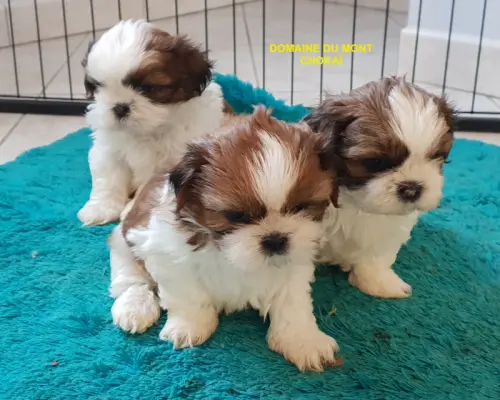 Chiots: Biewer Yorkshires Terrier/Yorkshires Terrier/