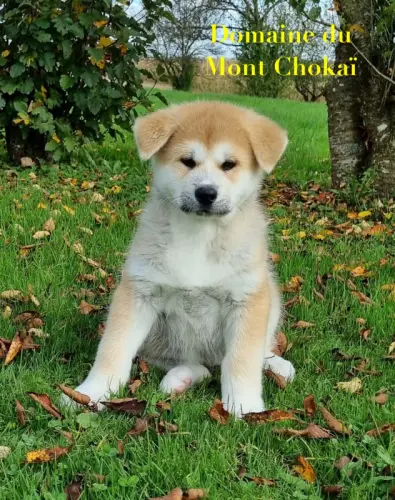 Chiots: Biewer Yorkshires Terrier/Yorkshires Terrier/