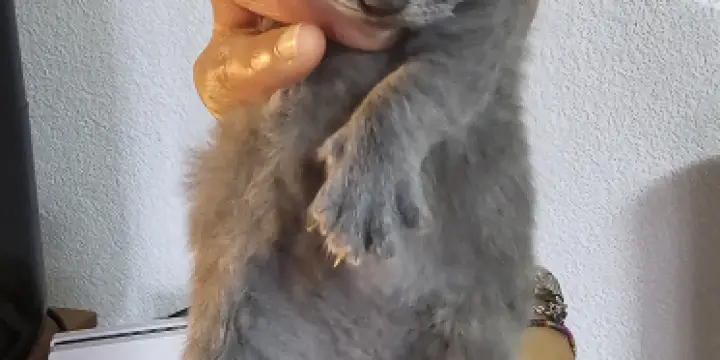 BKH Deckkater: -)
