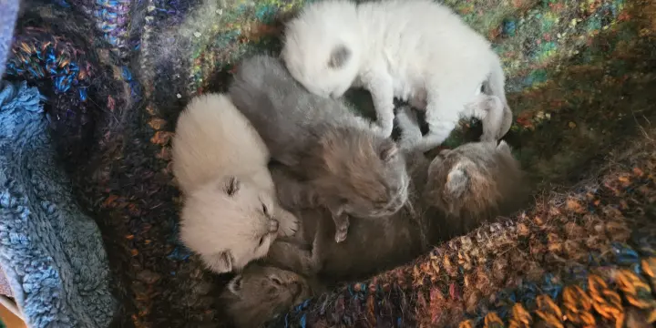 Magnifiques chatons British Shorthair (BKH) à vendre🐱🥰