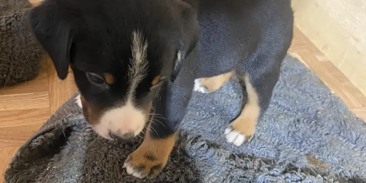 bouvier appenzellois avec papier