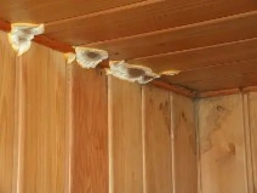 De gros champignons dans votre chalet ? à Grône