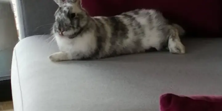 Lapin nain