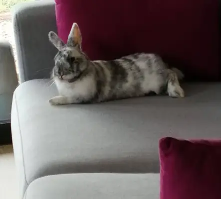 Lapin nain