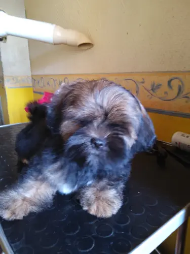 CHIOTS LHASSA-APSO à Saint Leger Du Bois