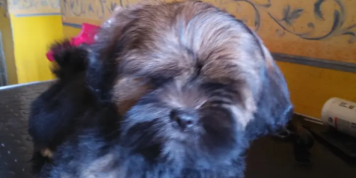 CHIOTS LHASSA-APSO