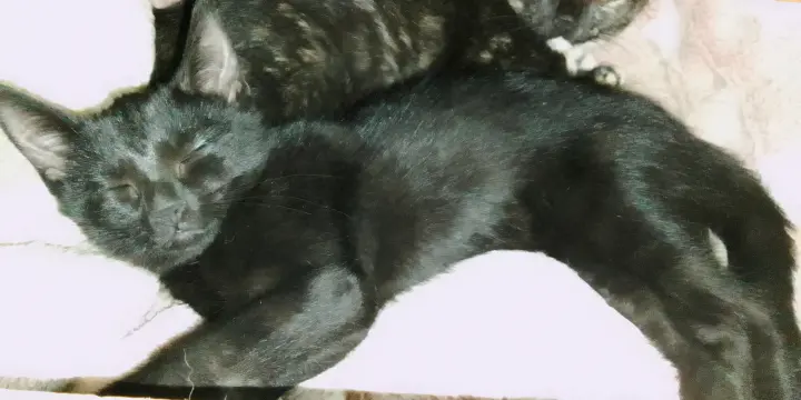 chaton noir pentère