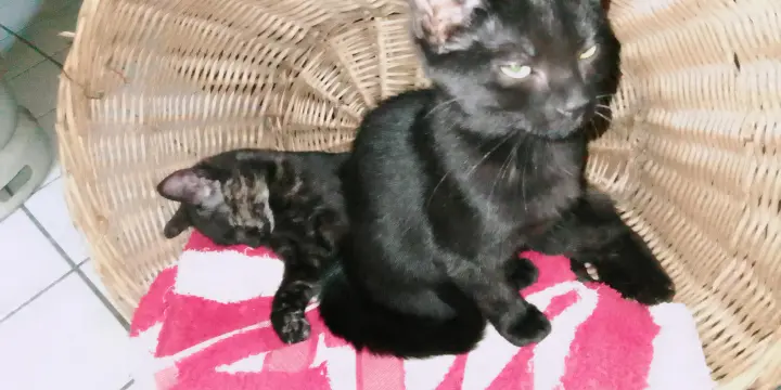 chaton noir pentère
