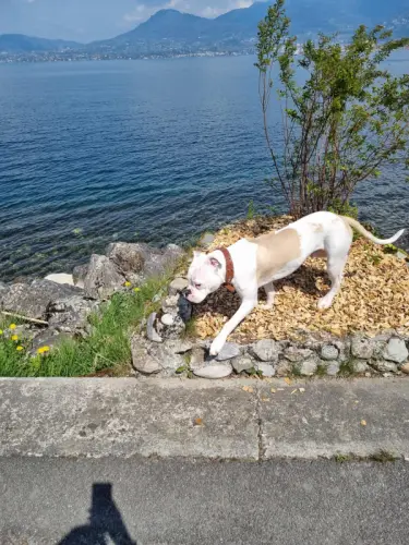 Bulldog americain 1 ans et 2 mois à Monthey