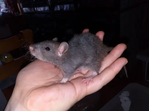 Jeunes rats ratons femelles à adopter à Fahy