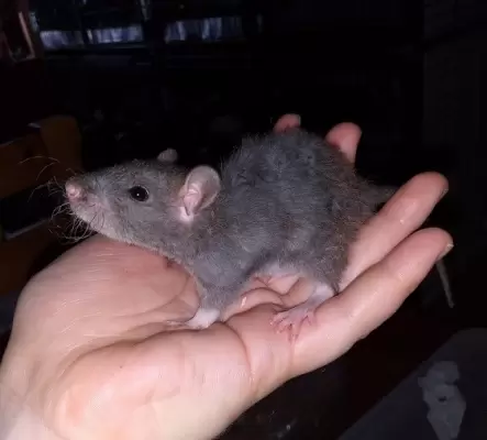 Jeunes rats ratons femelles à adopter