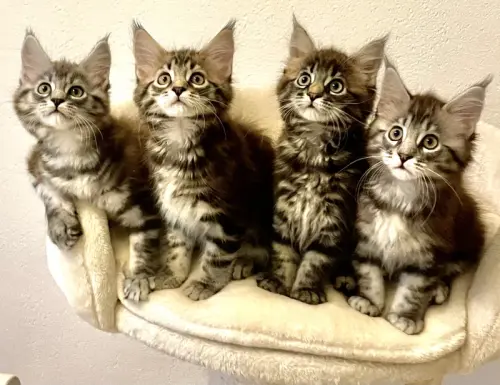 Chaton Main Coon à Petit-Lancy