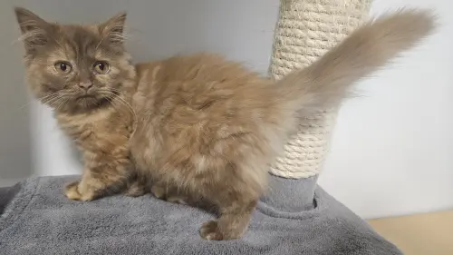 British Longhair Cinnamon avec Pedigree