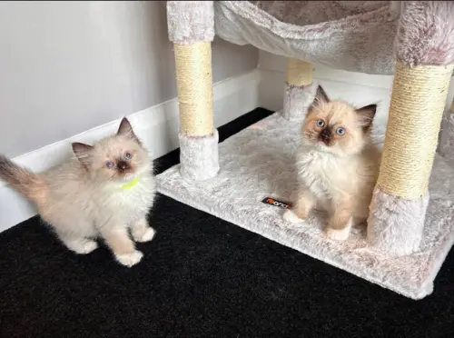 magnifiques chatons Ragdoll à Genève