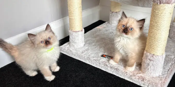 magnifiques chatons Ragdoll