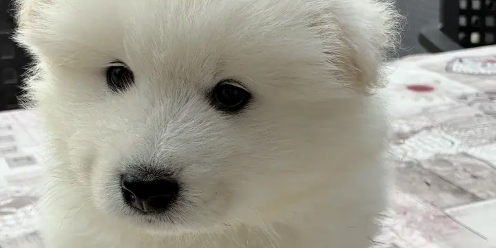 Samoyède à adopter.