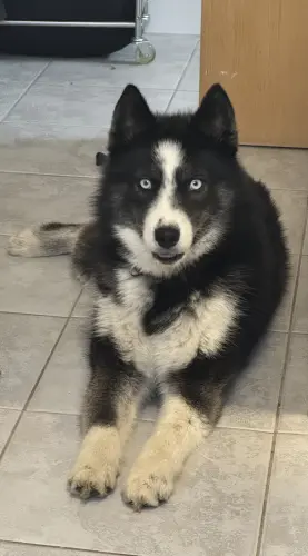 Husky sibérien à La Tour-de-Trême