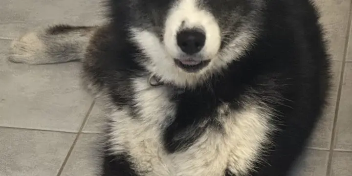 Husky sibérien