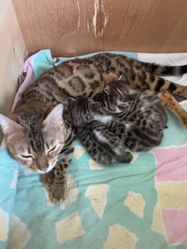 chaton Bengal-Mix à Geneve
