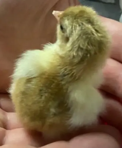 Pékin poussins de 1 à 3 semaines disponibles à Vesin