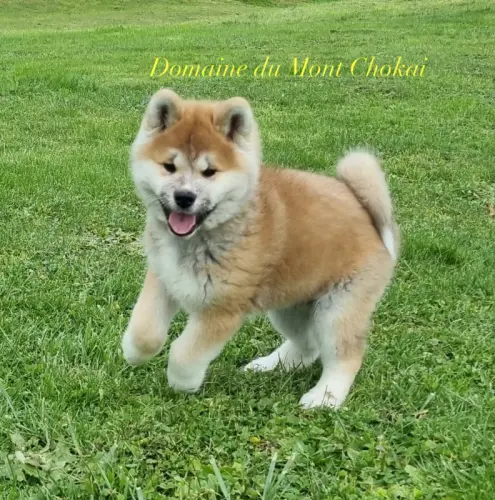 Chiots Akita Inu" Domaine du Mont Chokaï Suisse"