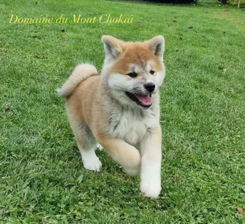Chiots Akita Inu" Domaine du Mont Chokaï Suisse"