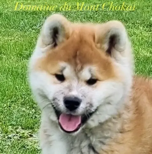 Chiots Akita Inu" Domaine du Mont Chokaï Suisse"