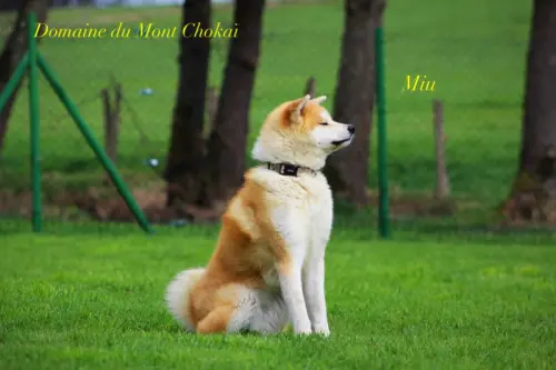 Chiots Akita Inu" Domaine du Mont Chokaï Suisse"