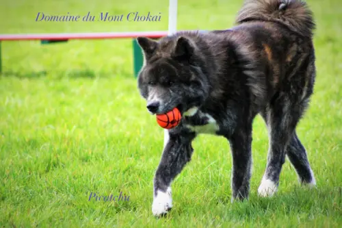 Chiots Akita Inu" Domaine du Mont Chokaï Suisse"
