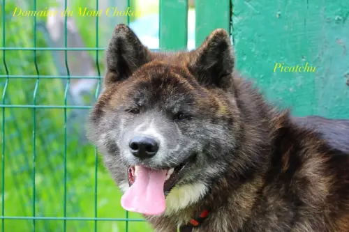 Chiots Akita Inu" Domaine du Mont Chokaï Suisse"